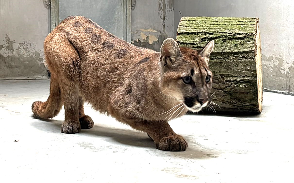 Puma z Pomorza opuściła poznańskie zoo. Wiadomo, gdzie teraz trafiła