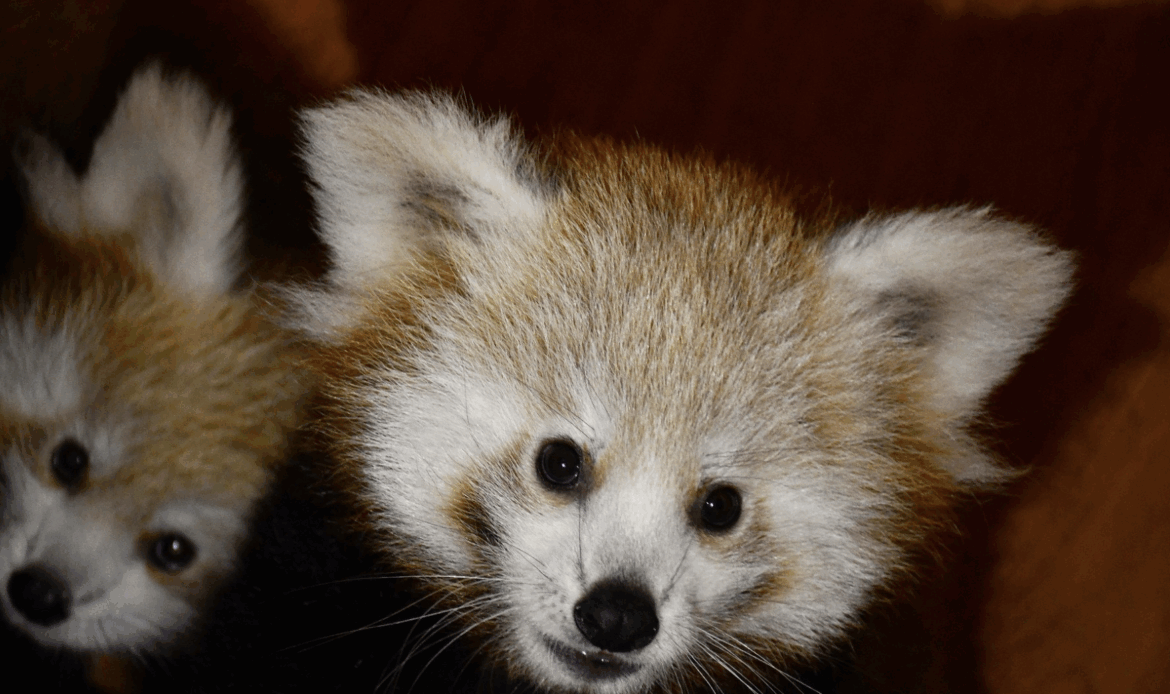 Nowe mieszkanki poznańskiego zoo. Bliźniaczki pandy rudej otrzymały imiona