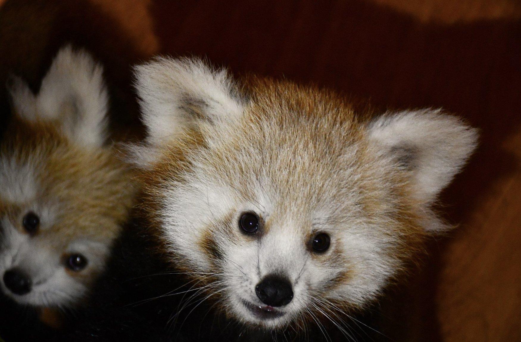 Nowe mieszkanki poznańskiego zoo. Bliźniaczki pandy rudej otrzymały imiona